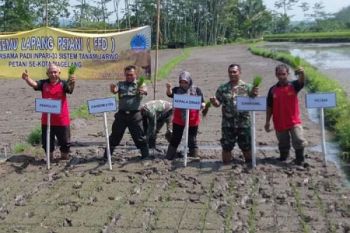 Pemkot Magelang Kenalkan Inpari-33 kepada Petani