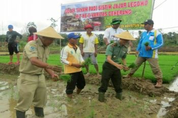 Kodim dan Dinas Pertanian Fakfak tanam padi perdana
