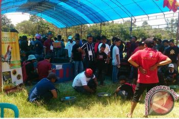 Disbudpar Wajo gelar kontes adu ayam