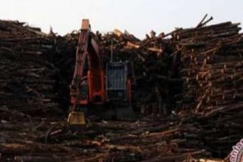 Riau Kehilangan DBH PSDH Rp116 Miliar, Dana Reboisasi Rp679 Miliar