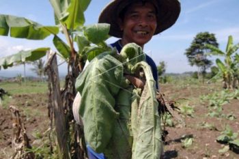 DBHCT Diharapkan Dimaksimalkan Bantu Petani Gagal Panen