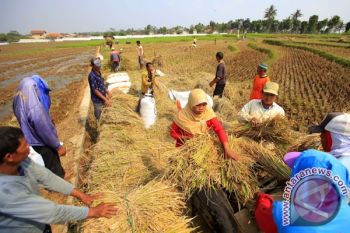 Serapan Beras Bulog Jateng Tak Terganggu Cuaca