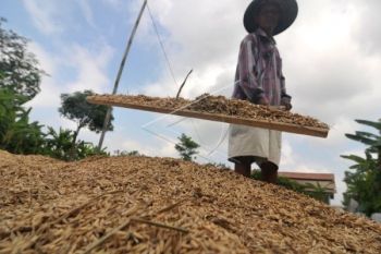 Tentara dan Bulog di Demak Bantu Serap Gabah Petani