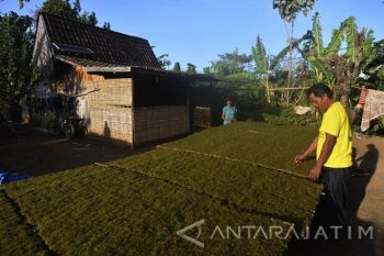 Harga Tembakau Rajangan Naik