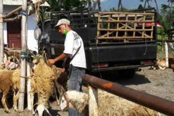 Bisnis Tembakau Lesu, Permintaan Hewan Kurban Terpengaruh