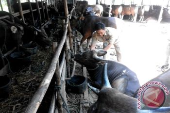 Jelang Idul Adha, Dinas Peternakan Mulai Periksa Kesehatan Hewan Kurban