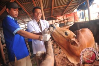 Petugas temukan hewan kurban tak penuhi syarat