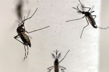 Zika Merebak di Asia Tenggara