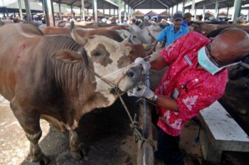 Stok Hewan Kurban di Pekalongan Dijamin Mencukupi