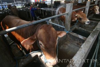 Target Swasembada Daging Sapi