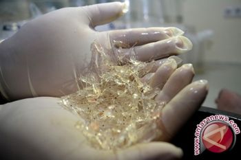 Penyelundupan Bibit Lobster Senilai Rp177,5 Juta Digagalkan 