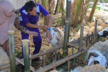 Petugas Dispeterikan Kota Magelang Periksa Hewan Kurban