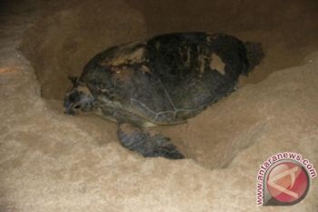 There are 30,000 Turtles in W Sumatra Water: Researcher