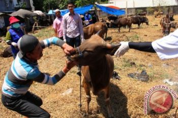 PEMERIKSAAN KESEHATAN HEWAN KURBAN