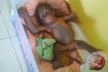 Syukurlah! Anak Orangutan Berhasil Diamankan Kantor Konservasi Muara Teweh