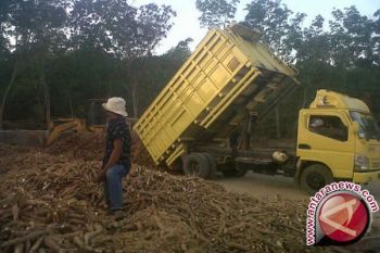 Petani Singkong Lampung Desak Pemerintah Turun Tangan 