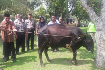 Idul Adha, Pengelola Borobudur Serahkan Dua Ekor Sapi