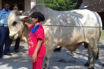 Sapi Kurban Terbesar dari Presiden