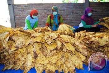 Disbun NTB Berharap Banyak Petani Tembakau Berhaji 