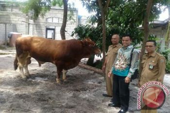 Alhamdulilah! Kotawaringin Timur Terima Bantuan Sapi Kurban Dari Presiden Jokowi 