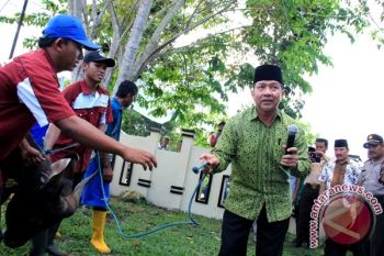 Sapi Kurban Mengamuk, Wali Kota Dan Jajaran Sempat Panik