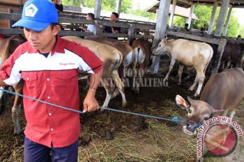 Sapi Lari ke Terminal Saat Ingin Disembelih