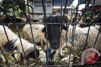 Ketua MUI Kupang harap Berbagai Tanpa harus Melihat Agama