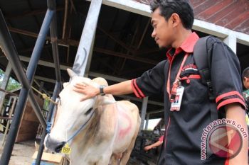 Persediaan Hewan Kurban di Palangka Raya Mencukupi