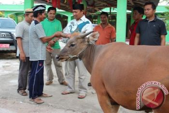 Idul Adha Jadi Pelajaran Rela Berkorban, Kata Bupati Pulpis Saat Serahkan Hewan Kurban