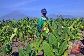 Petani Temanggung Tunda Panen Tembakau karena Hujan