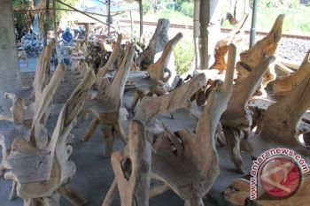 Furniture akar kayu diminati di Inggris