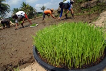 Purbalingga Dukung Pengembangan Padi Mutiara