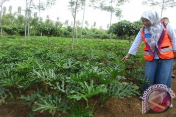 Areal Bekas Tambang Tidak Harus Gersang