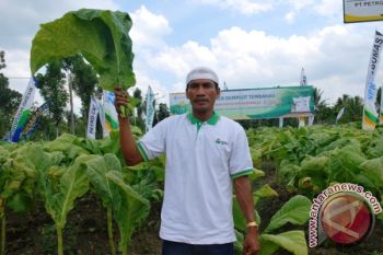 Petani Tembakau di Lombok Antusias Gunakan NPK Kebomas 