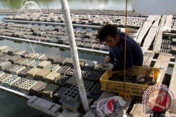 Pengusaha Kepiting Terkendala Bibit