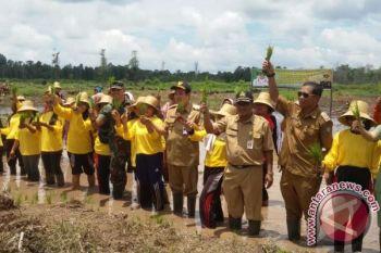 Pemkab Kotim dan TNI AD Tanam Padi Serentak 200 Hektare 