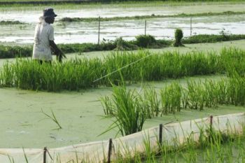 Jelang Musim Tanam, Cilacap Petakan Sawah Rawan Banjir