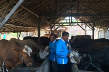 Semen Indonesia Kucurkan Rp1,43 Miliar untuk Peternak Sapi di Rembang