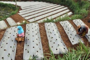 Curah Hujan Tinggi, Petani Tunda Tanam Sayuran