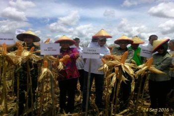 Lampung susun skenario harga singkong Rp1.000/kg 