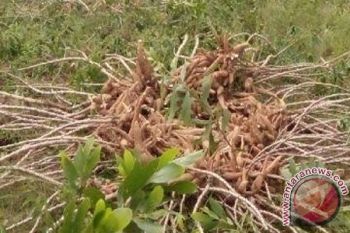 Harga singkong di Tulangbawang anjlok akibat stok melimpah 