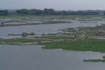 Produksi Ikan Keramba Waduk Cengklik Menurun