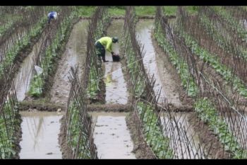 Pemkab Banyumas Dorong Petani Tanam Palawija