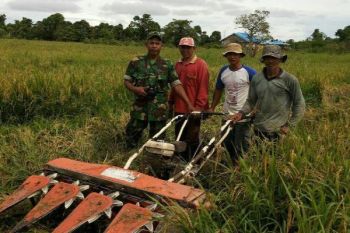 Babinsa Sorong Timur dampingi petani panen padi