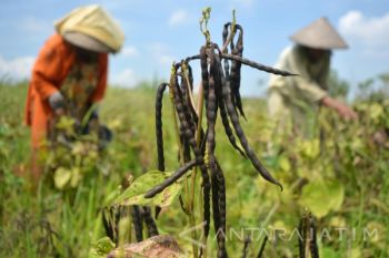 Panen Kacang Hijau