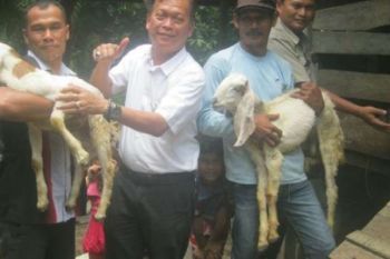 Akhir Tahun, Pelalawan Mulai Kembangkan Sentra Peternakan Rakyat