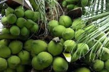 Harga Kelapa Hibrida Di Inhil Merangkak Naik