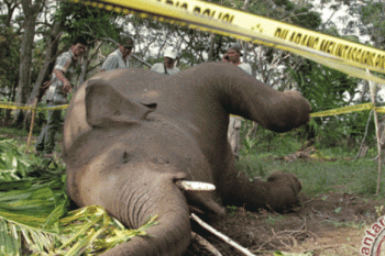 Miris!! Seekor Anak Gajah Mati Di Areal Hutan Tanaman Industri   
