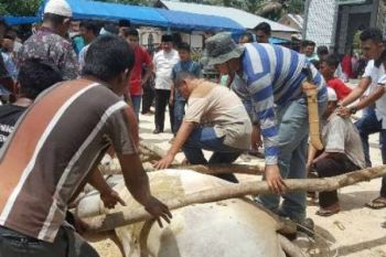 Bupati Bengkalis: Kurban Bukan Hanya Dimensi Spiritual, Namun Juga Sosial