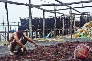 Nunukan Tawarkan Potensi Rumput Laut